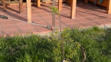 Korunmak için baharda ağaçlar serpiliyor.