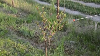 Korunmak için baharda ağaçlar serpiliyor.