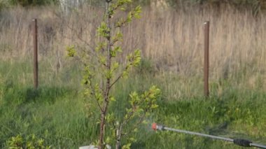 Korunmak için baharda ağaçlar serpiliyor.