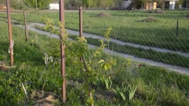 Korunmak için baharda ağaçlar serpiliyor.