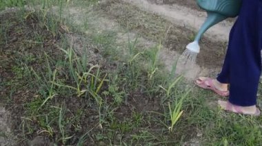 Sebze bahçesini elle sulamak.