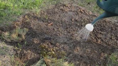 Sebze bahçesini elle sulamak.