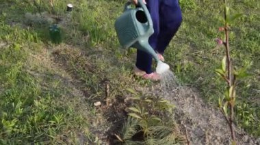 Sebze bahçesini elle sulamak.