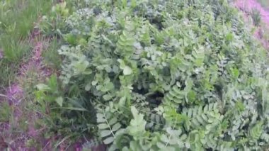 Growing vegetables in the garden in the village