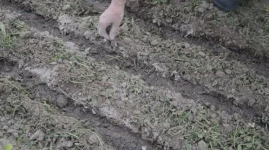 Sowing grain of vegetables in the vegetable garden for harvest