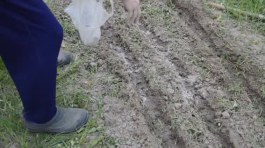 Sebze bahçesinde hasat için sebze ekiyorum.