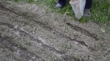 Sebze bahçesinde hasat için sebze ekiyorum.