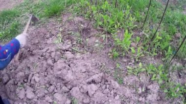 Köydeki bahçe yataklarının elle işlenmesi için helikopter olarak çalışacağım.