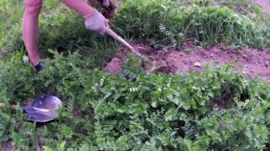 Köydeki bahçe yataklarının elle işlenmesi için helikopter olarak çalışacağım.