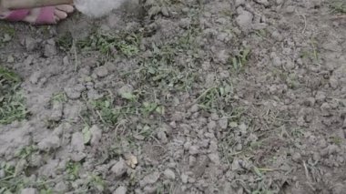 Köydeki bahçe yataklarının elle işlenmesi için helikopter olarak çalışacağım.