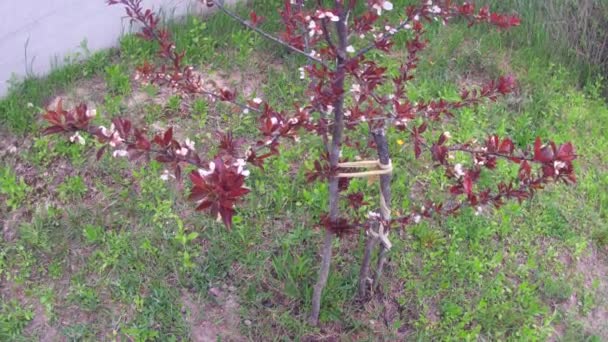 Blossomed Young Trees Spring Garden — Stockvideo