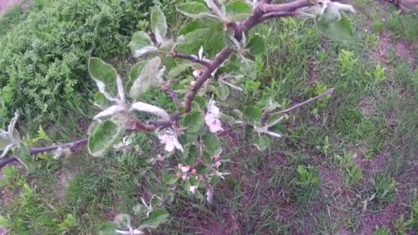 Blossomed Young Trees Spring Garden — Stockvideo