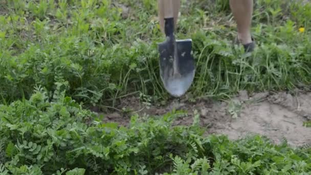 Digging Beds Planting Vegetables Shovel Garden — Stock Video