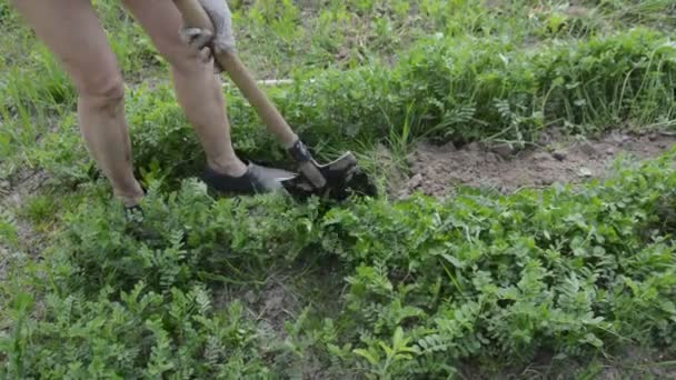 Digging Beds Planting Vegetables Shovel Garden — стоковое видео