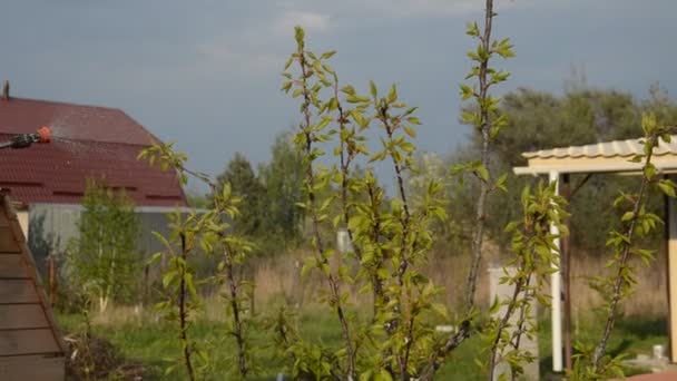 Korunmak Için Baharda Ağaçlar Serpiliyor — Stok video