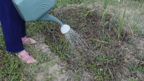 Watering Vegetable Garden Hand — 비디오