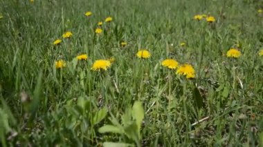 Bahçedeki çiçekler ilkbaharda rüzgarda sallanır.