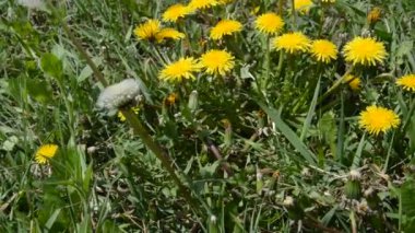 Bahçedeki çiçekler ilkbaharda rüzgarda sallanır.