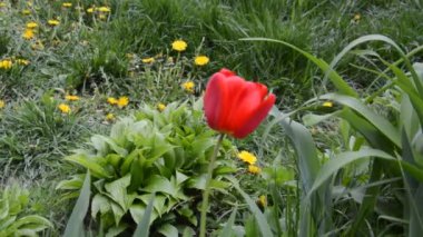 Bahçedeki çiçekler ilkbaharda rüzgarda sallanır.