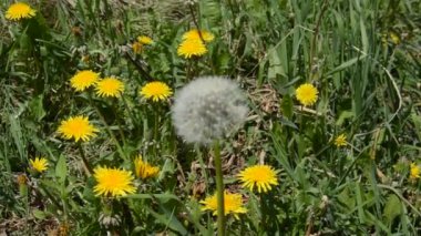 Bahçedeki çiçekler ilkbaharda rüzgarda sallanır.