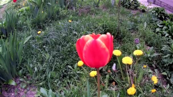 Λουλούδια Στον Κήπο Ταλαντεύονται Στον Άνεμο Την Άνοιξη — Αρχείο Βίντεο