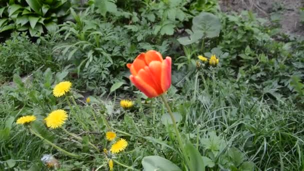 Bahçedeki Çiçekler Ilkbaharda Rüzgarda Sallanır — Stok video