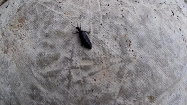 Black Beetle Crawling Concrete Slab — Stok video