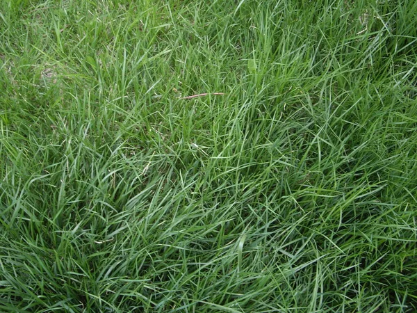 Texture Spring Green Grass — Photo