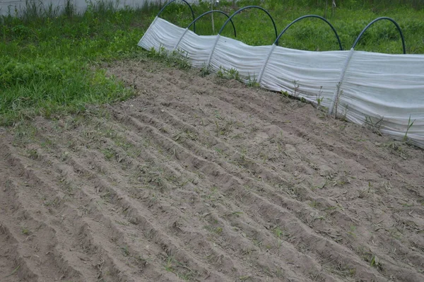 Greenhouse Greenhouse Planting Vegetables Village —  Fotos de Stock