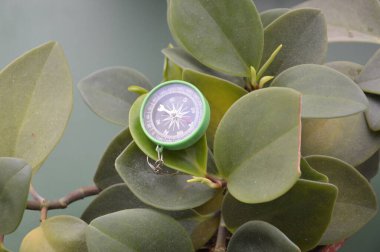 Bir nesnenin arka planında seyahat için el pusulası