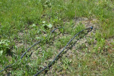 Bir bahçe sulama sistemi için damlatma sistemi