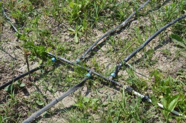 Bir bahçe sulama sistemi için damlatma sistemi