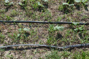 Bir bahçe sulama sistemi için damlatma sistemi