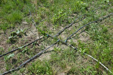 Bir bahçe sulama sistemi için damlatma sistemi