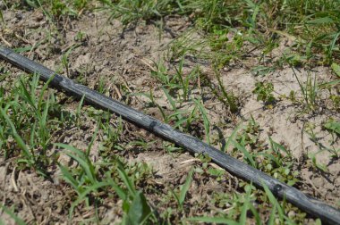 Bir bahçe sulama sistemi için damlatma sistemi