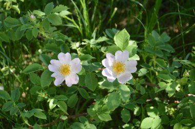 Yazın bahçede çiçek açan bitkiler.