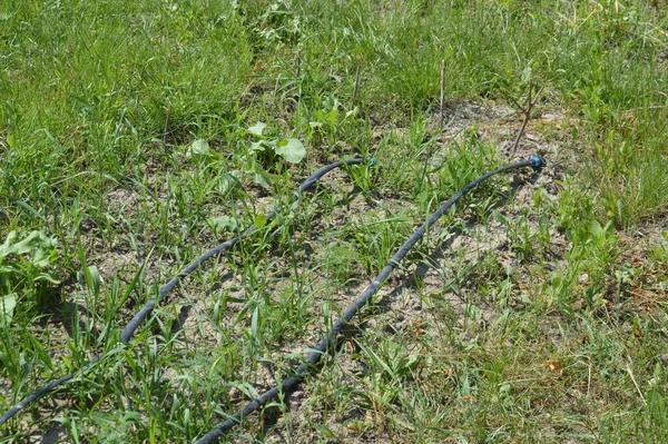 Bir bahçe sulama sistemi için damlatma sistemi