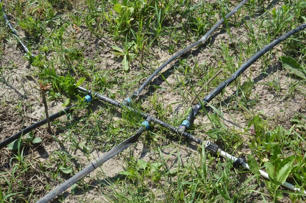 Bir bahçe sulama sistemi için damlatma sistemi