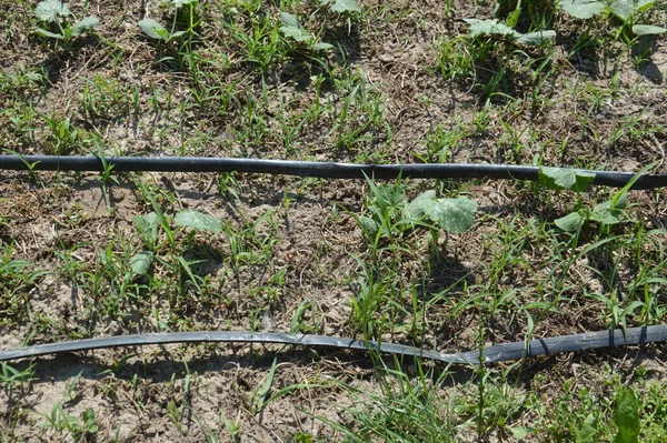 Bir bahçe sulama sistemi için damlatma sistemi