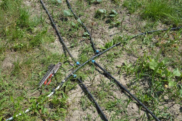 Sistema Irrigação Por Gotejamento Para Uma Rega Jardim — Fotografia de Stock