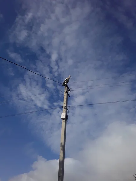 Ein Storch Steht Auf Einem Strommast — Stockfoto