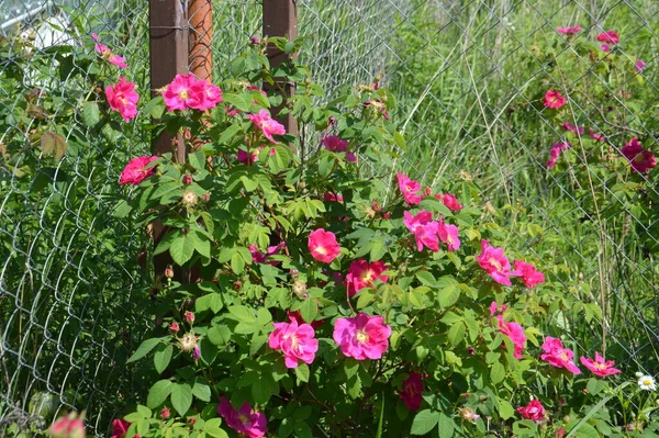 Цветущие Цветы Растений Саду Летом — стоковое фото