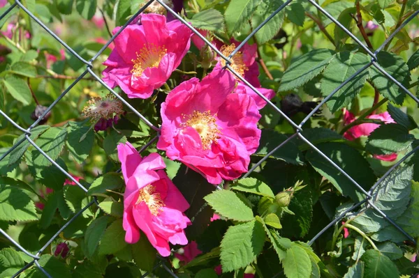 Flores Florescidas Fábricas Jardim Verão — Fotografia de Stock