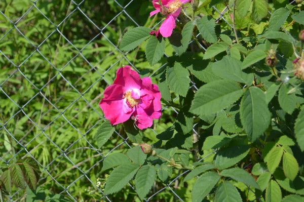 Yazın Bahçede Çiçek Açan Bitkiler — Stok fotoğraf