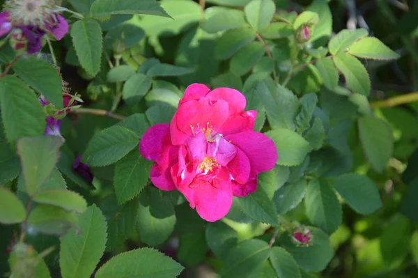 Fiori Fioriti Piante Giardino Estate — Foto Stock