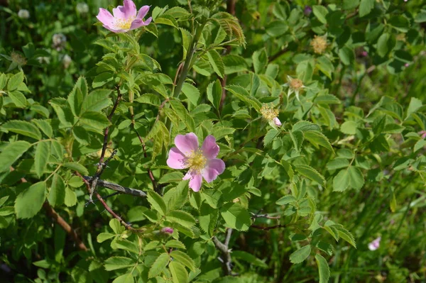 Blühende Pflanzen Garten Sommer — Stockfoto