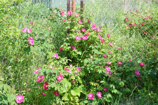 Flores Florescidas Fábricas Jardim Verão — Fotografia de Stock