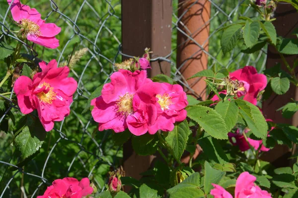 Зацвітаючі Квіти Рослин Саду Влітку — стокове фото