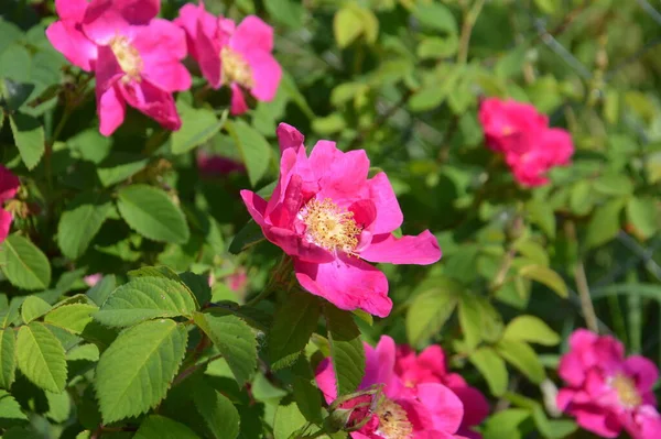 Rozkvetlé Květiny Rostlin Zahradě Létě — Stock fotografie