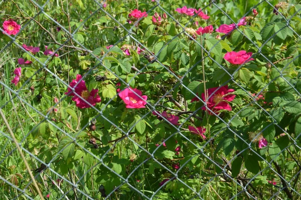 Yazın Bahçede Çiçek Açan Bitkiler — Stok fotoğraf